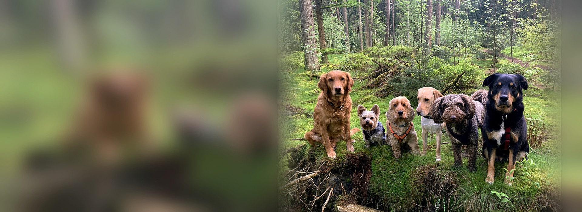 Hundegruppe bei einem gemeinsamen Ausflug