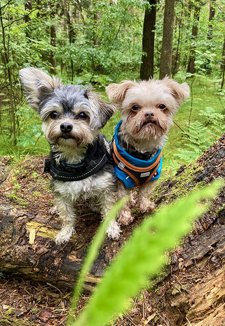 Hunde bei einer gemeinsamen Waldrunde